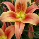 백합(몬테고베이)